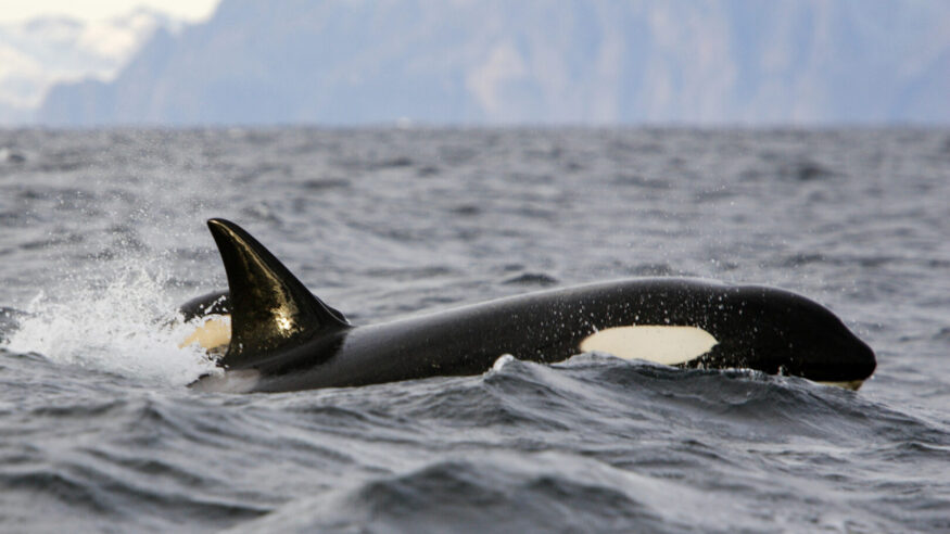 Killer whale iin the Norwegian Fjords Orcinus orca