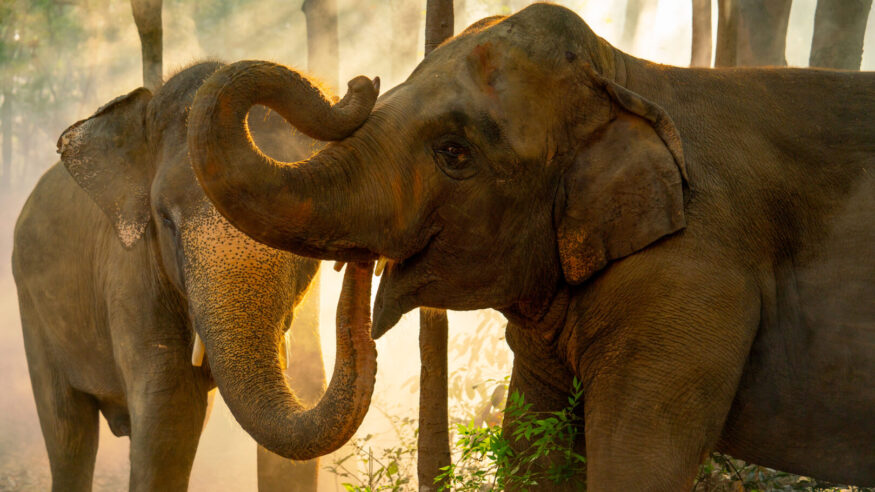 Close up two elephants stand together in forest with sunlight shine through the tree in concept of wildlife in jungle with happiness and freedom.