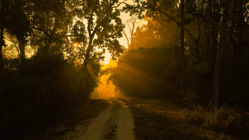 Kanha National Park in the golden light of early morning.