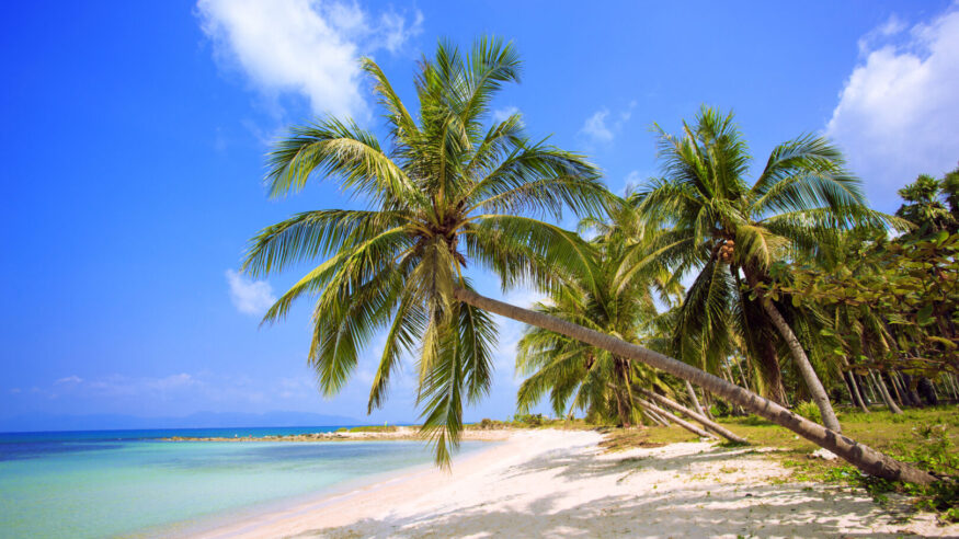 Beach with palm trees, island.