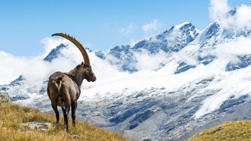 Wild ibex in the italian Alps. Gran Paradiso National Park, Italy