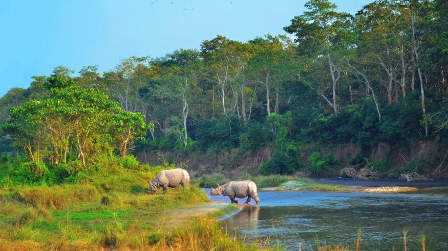 Chitwan Rhinos 