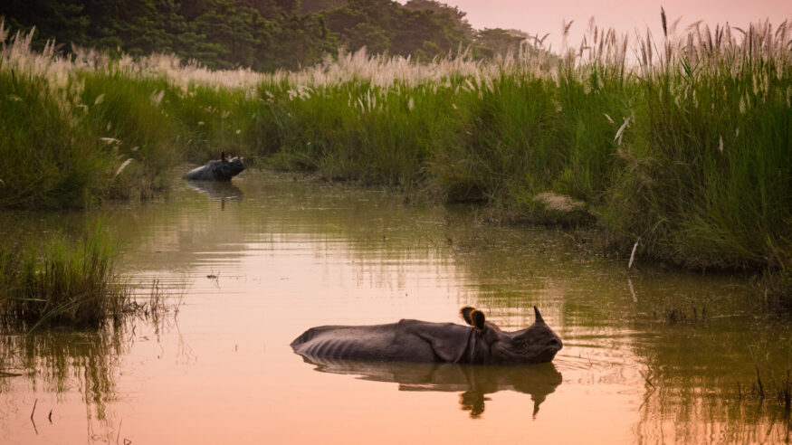 Indian one horned rhinoceros bathing in a river at dawn