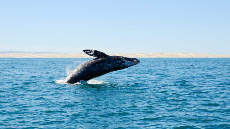 whale, Baja