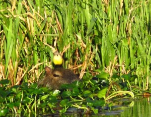 Capybara and Masked Yellowthroat bird