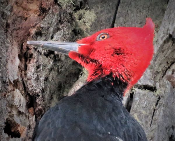 A close-up of the bright red head of a Magellanic woodpecker in Patagonia.