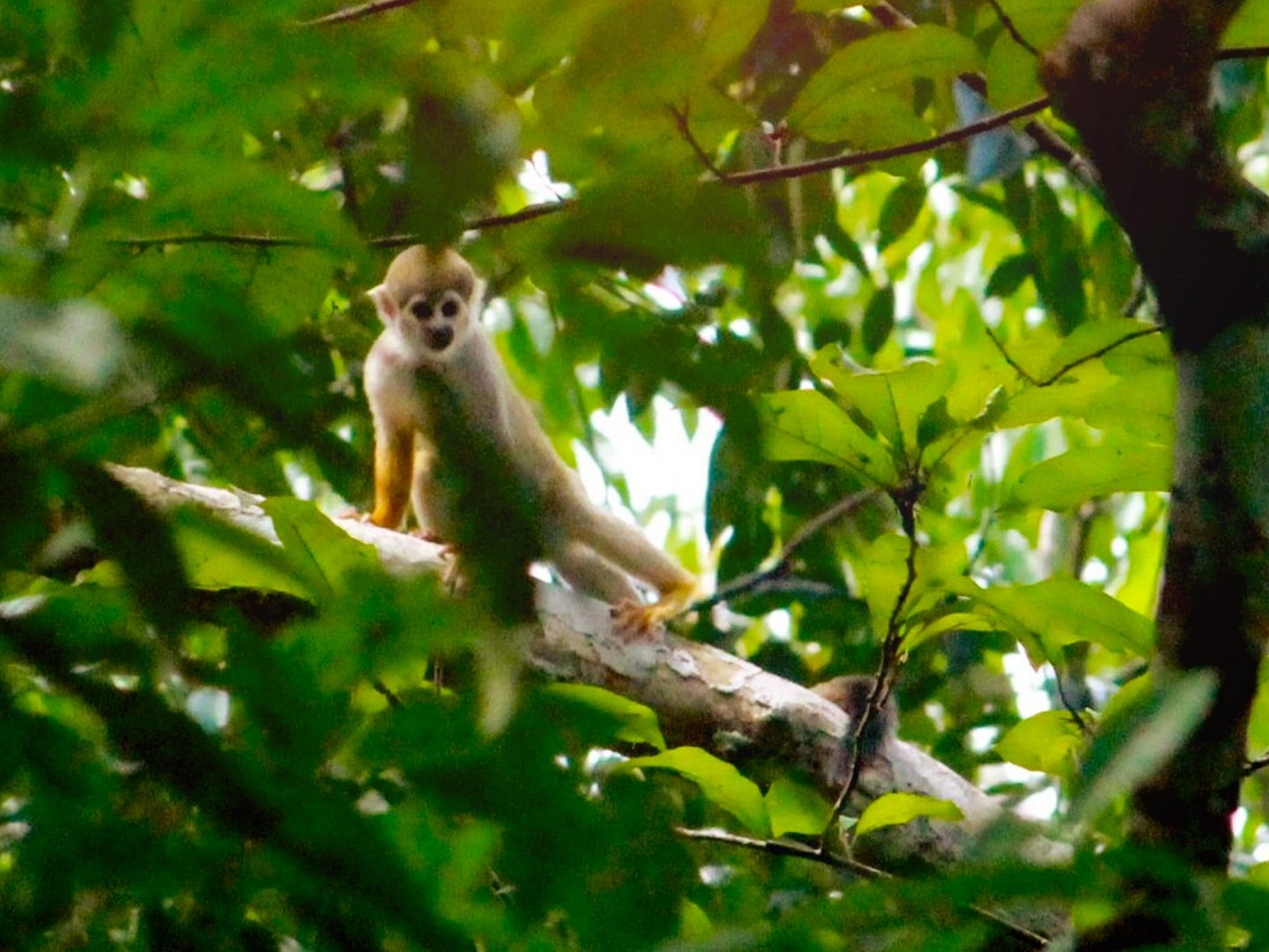 Amazon, Machu Picchu, Iguazu Falls & Rio de Janeiro